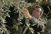 récolte des olives