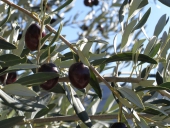 olives