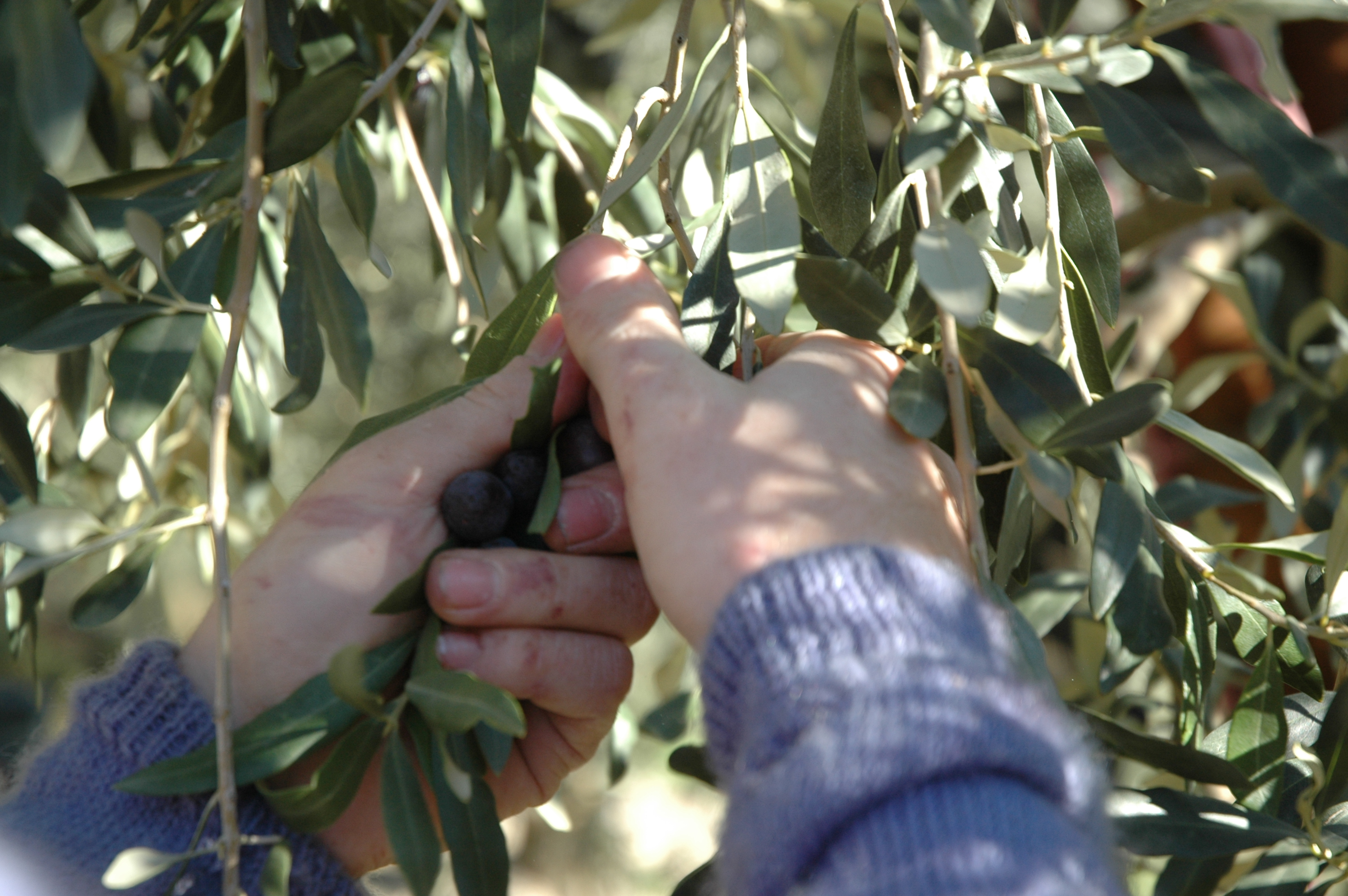 récolte des olives